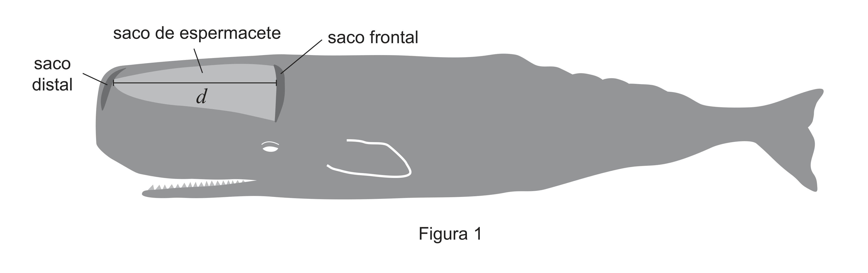 Figura 1: cachalote de perfil, com o saco de espermacete de comprimento d entre o saco distal e o saco frontal