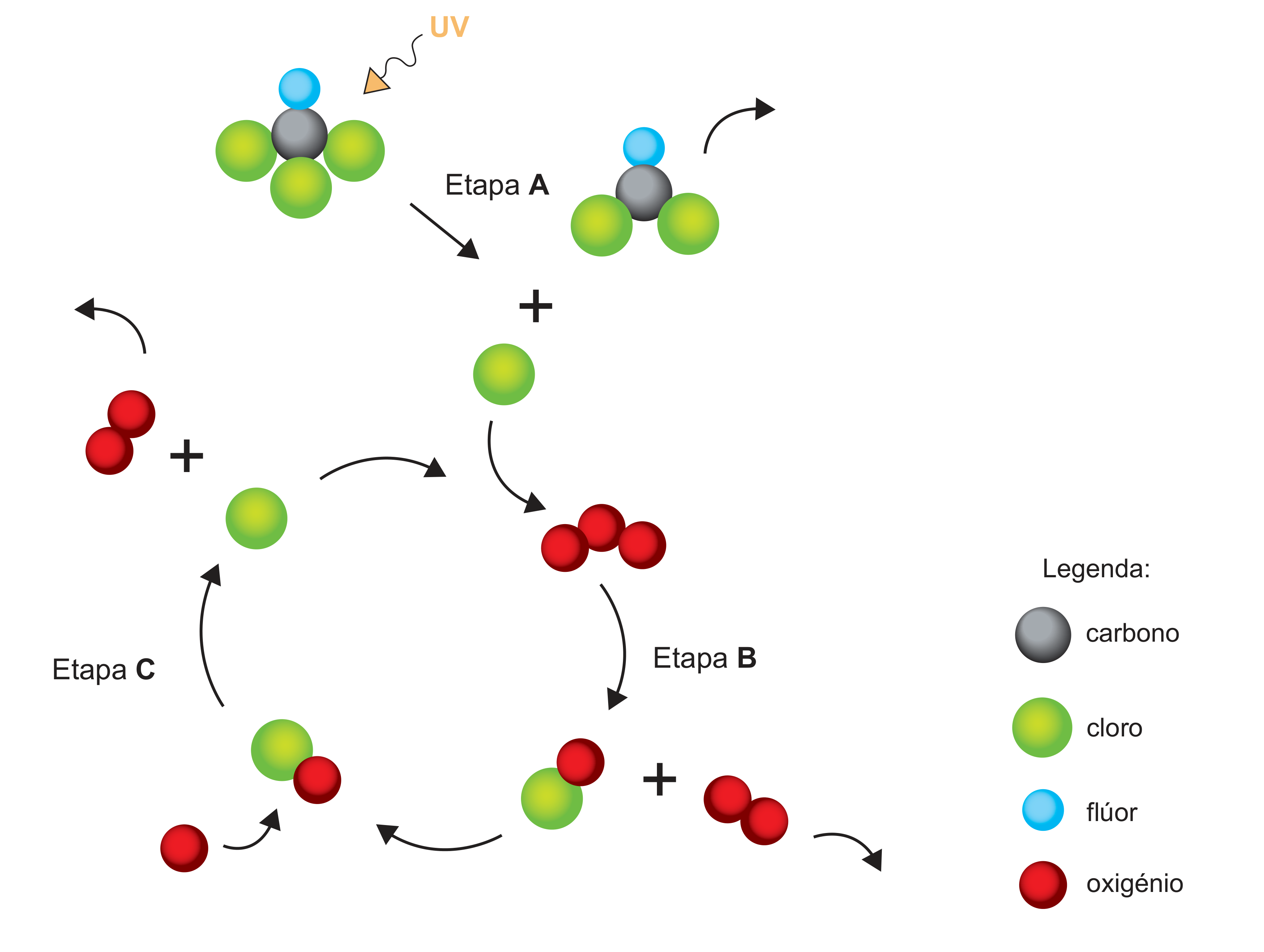 Figura 1: ciclo catalítico de destruição do ozono, com a Etapa A (rutura fotoquímica do CCl3F formando Cl•), a Etapa B (reação do Cl• com O3 formando ClO• e O2) e a Etapa C (regeneração do Cl• a partir do ClO• e de um átomo de oxigénio)